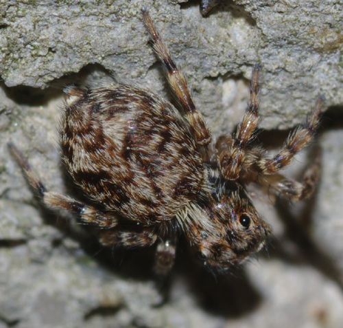 Pseudeuophrys sp.